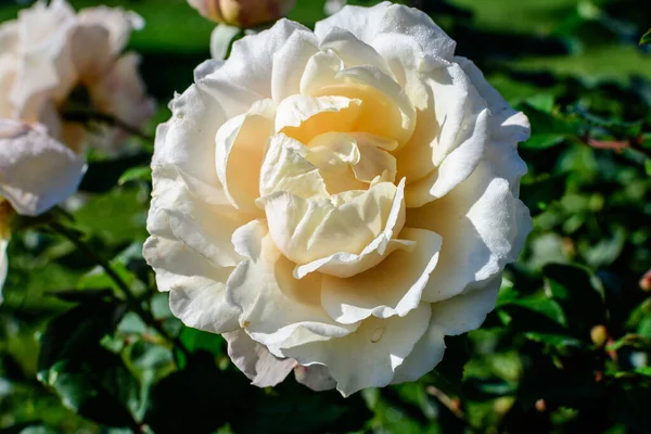 Una Rosa Blanca Grande Delicada Plena Floración Jardín Verano Luz — Foto de Stock