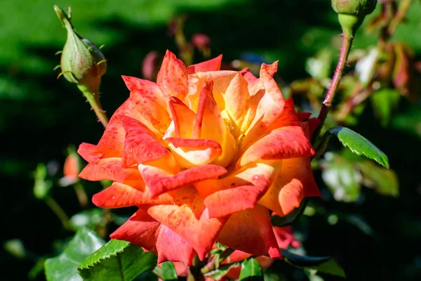 Una Rosa Naranja Viva Grande Delicada Plena Floración Jardín Verano — Foto de Stock