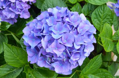 Ortanca macrophylla 'nın büyük mavi çiçekleri ya da çiçek saksısında çiçek açan hortensiya çalıları, arka planda güneşli bir yaz gününde bir bahçede taze yeşil yapraklar.