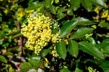 Bir çok küçük sarı çiçek ve Mahonia akifolium çiçekleri ve çalıların üzerinde yeşil yapraklar güneşli bir bahar gününde, açık hava çiçeklerinin arka planında yumuşak bir odak ile fotoğraflanmış.