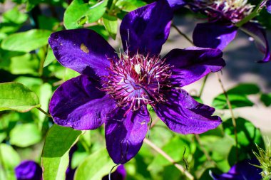 Bir narin mavi klematis çiçeği, gezgin neşe, deri çiçek ya da vazo olarak da bilinir, güneşli bir bahar bahçesinde, güzel bir açık hava çiçekli arka planda yumuşak bir odak ile fotoğraflanmış.