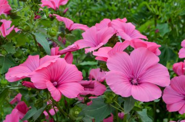 Althaea officinalis bitkisinin birçok narin pembe çiçekleri, genellikle bir İngiliz kır evinde marsh-mallow olarak bilinir güneşli bir yaz gününde, güzel bir açık hava çiçek arka planında