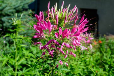 Agapanthus bitkisinin pek çok narin pembe çiçeği, genellikle Nil zambağı olarak bilinir, ya da güneşli bir yaz gününde bir İngiliz kır evi bahçesinde Afrika zambağı, güzel açık hava çiçekleri