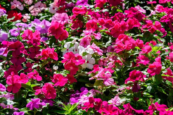 Large garden pot with vivid pink, red and white Impatiens walleriana flowers known as  busy Lizzie, balsam, sultana, or impatiens, in full bloom in a summer garden