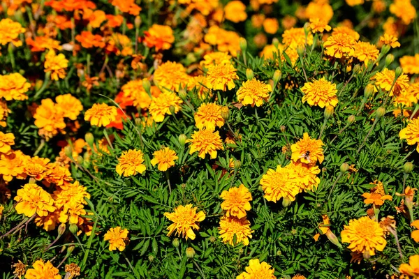在一个阳光明媚的夏季花园的花园里 有一大群橙色的标签或非洲金盏花 背景质感强 色彩柔和 — 图库照片