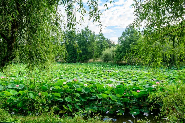 Wiele Żywe Różowe Białe Kwiaty Lilii Wodnej Nymphaeaceae Pełnym Rozkwicie — Zdjęcie stockowe