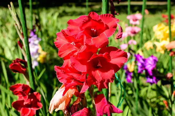 Κοντινό Πλάνο Πολλών Ευαίσθητων Ζωηρών Κόκκινων Λουλουδιών Gladiolus Πλήρη Άνθιση — Φωτογραφία Αρχείου