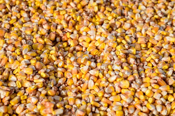 市場で販売するために表示され 動物のための食品として使用される乾燥トウモロコシの穀物の閉鎖は ソフトフォーカスで撮影しました — ストック写真
