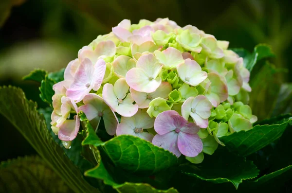 White and pink flowers of hydrangea macrophylla or hortensia shrub in full bloom in a flower pot, with fresh green leaves in the background, in a garden in a sunny summer day