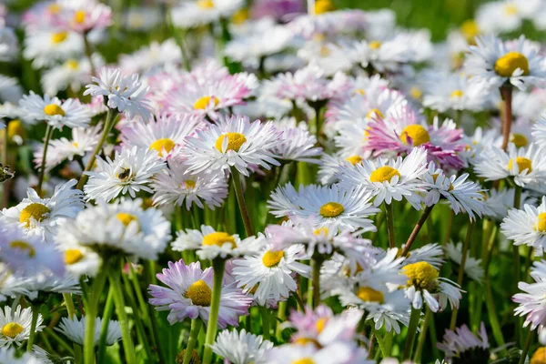 Vista Lateral Grande Grupo Margaridas Bellis Perennis Flores Brancas Rosa — Fotografia de Stock