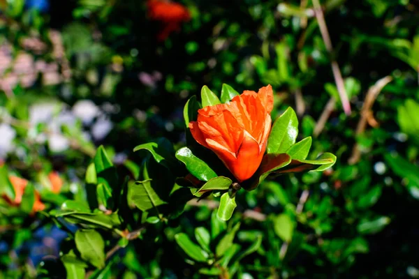 Close One Beautiful Small Vivid Orange Red Pomegranate Flower Full — Stock Photo, Image