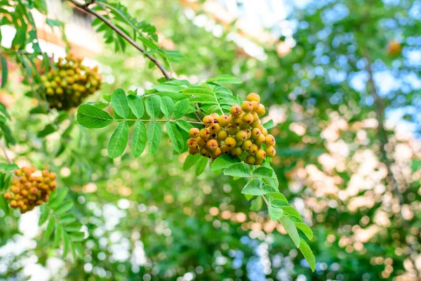 Close Delicadas Pequenas Frutas Amarelas Folhas Verdes Uma Árvore Decorativa — Fotografia de Stock