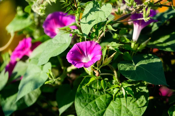 Molti Delicati Fiori Viola Azzurro Ipomoea Purpurea Comunemente Noto Come — Foto Stock