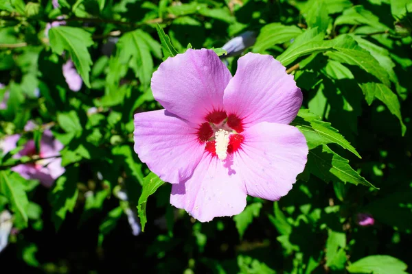 장미로 알려진 히비스커스의 자홍색 샤론의 시리아 케미아의 여름날 정원에 알테아 — 스톡 사진