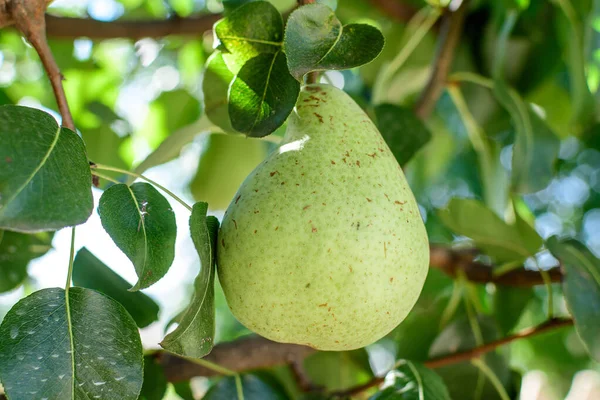 Una Pequeña Pera Verde Cruda Con Hojas Verdes Árbol Luz — Foto de Stock