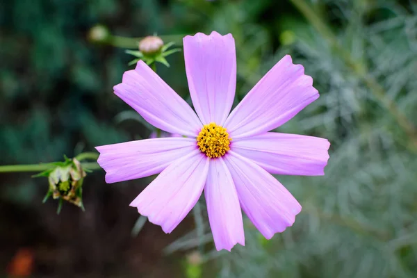 Een Delicate Levendige Roze Bloem Van Cosmos Plant Een Britse — Stockfoto