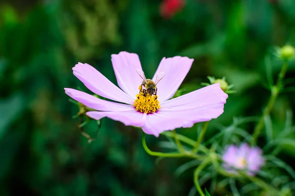 Eine Zarte Leuchtend Rosa Blume Der Cosmos Pflanze Einem Garten — Stockfoto