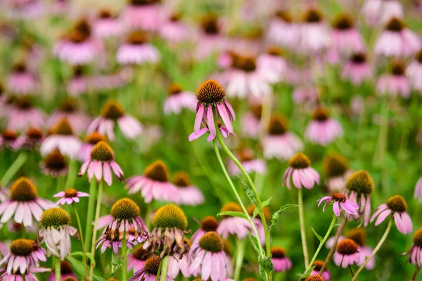 鮮やかなピンクの繊細なエキナセアの花で柔らかい焦点で晴れた夏の日に庭 — ストック写真