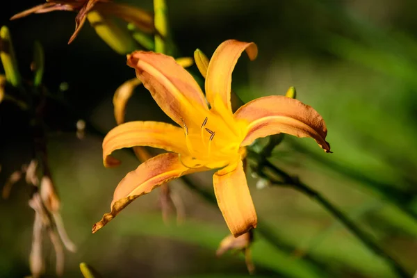 Levande Orange Daglilja Lilium Eller Lily Växt Brittisk Stuga Stil — Stockfoto