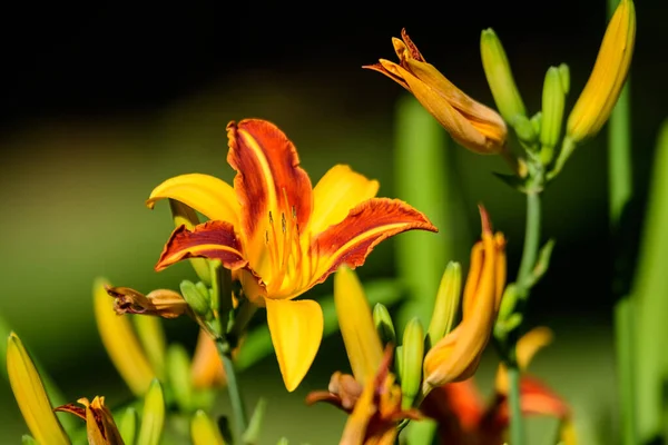 Vivid Amarelo Vermelho Daylily Lilium Lily Planta Jardim Estilo Cottage — Fotografia de Stock