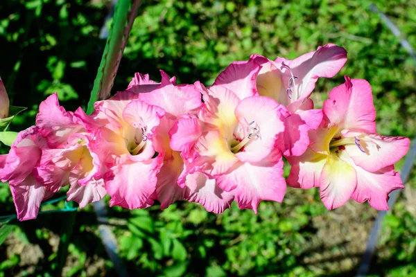 Gros Plan Nombreuses Délicates Fleurs Rose Vif Gladiolus Pleine Floraison — Photo