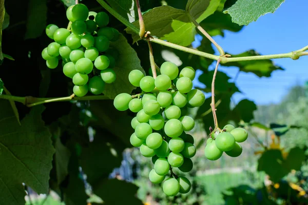 Delicate small fruits and green leaves of grape vine in a sunny summer garden, beautiful outdoor monochrome background photographed with soft focus — Stock Image Delicate Small Fruits Green Leaves Grape Vine Sunny Summer Garden Stock Photo