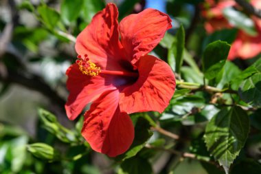 Yeşil yapraklarla çevrili egzotik bir bahçede, Isola Bella 'da güneşli bir yaz gününde Kuzey İtalya' da Maggiore Gölü 'nde, açık hava çiçekleri eşliğinde büyük ve canlı bir kırmızı amber çiçeği.