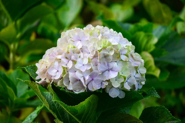White and pink flowers of hydrangea macrophylla or hortensia shrub in full bloom in a flower pot, with fresh green leaves in the background, in a garden in a sunny summer day