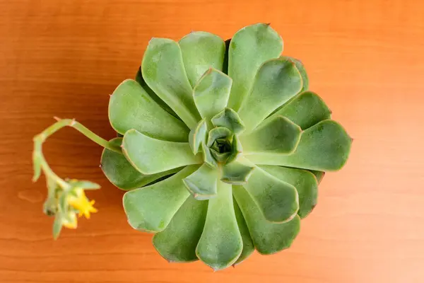 Kerek Friss Zamatos Növény Tetejére Néző Zöld Levelekkel Barna Asztalon — Stock Fotó