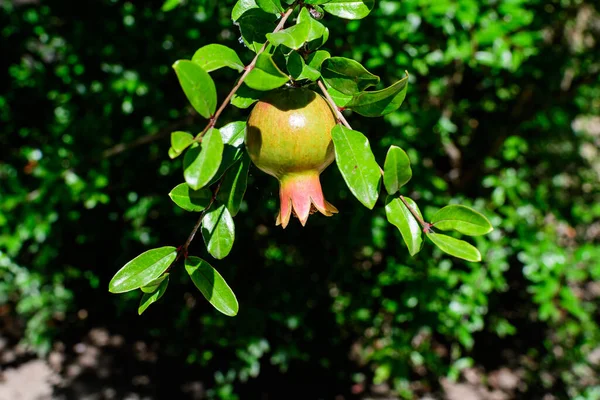 One small raw pomegranate fruit and green leaves in a large tree in direct sunlight in an orchard garden in a sunny summer day, beautiful outdoor floral background photographed with selective focus — Stock Image One Small Raw Pomegranate Fruit Green Leaves Large Tree Direct Royalty Free Stock Photos