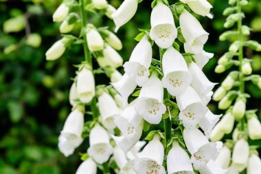 Digitalis bitkisinin beyaz çiçeklerine yakın, sıklıkla tilki eldiveni olarak bilinir, güneşli bir bahar bahçesinde tam çiçek ve yeşil çimlerde, güzel açık hava çiçekli arka planda yumuşak odaklı fotoğraflanmış.