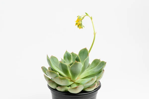 Vue Latérale Une Plante Succulente Fraîche Ronde Aux Feuilles Vertes — Photo