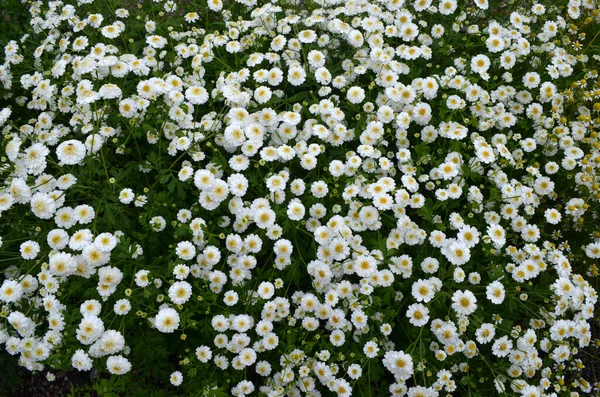Muchas Delicadas Flores Blancas Crisantemo Morifolio Jardín Día Soleado Otoño — Foto de Stock