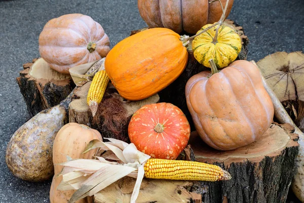 Group of decorative orange pumpkins and corn sticks on wooden logs displayed for sale at a street food market, beautiful outdoor autumn decorations photographed with soft focus