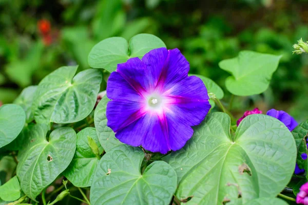 Jeden Jemný Živý Modrý Fialový Květ Ranní Slávy Rostlin Zahradě — Stock fotografie