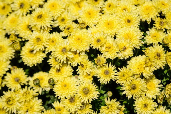 许多鲜活的黄色菊花在一个阳光明媚的秋日里在花园里绽放 美丽多彩的户外背景映衬着柔和的焦点 — 图库照片