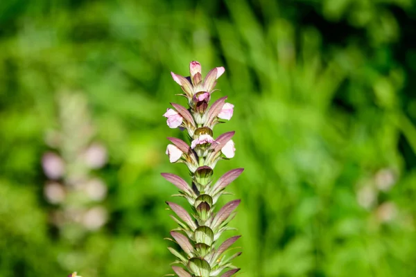 Many Small White Flowers Acanthus Mollis Plant Commonly Known Bear — Stock Photo, Image
