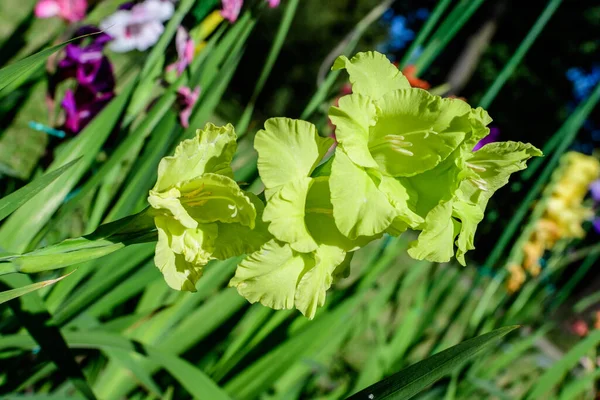 Close Muitas Delicadas Flores Pistache Verde Vívido Gladiolus Plena Floração — Fotografia de Stock