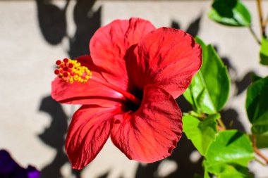 Açık gri bir duvarın yakınındaki bir saksının içinde büyük ve canlı bir kırmızı amber çiçeği seçici bir odak ile çekilmiş kapalı bir çiçek arkaplanı.