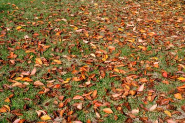 Minimalist tek renkli arka plan. Güneşli bir sonbahar gününde, parktaki yeşil çimlerin üzerinde büyük kırmızı ve turuncu yapraklar ve küçük çiçekler.