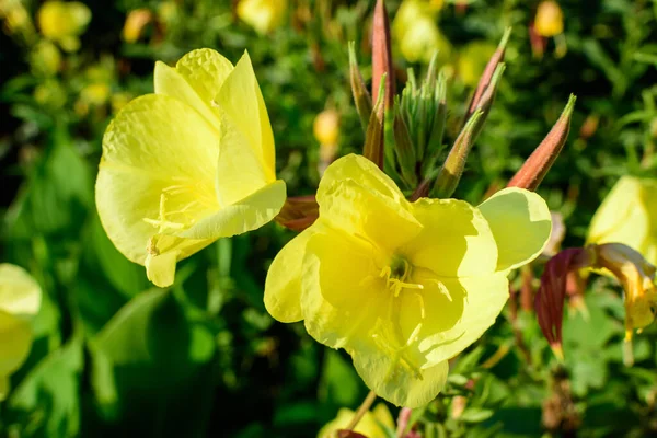 Vele Levendige Gele Bloemen Groene Bladeren Van Oenothera Plant Algemeen — Stockfoto