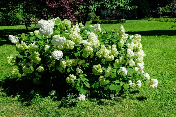Große Weiße Hortensie Macrophylla Oder Hortensienstrauch Voller Blüte Einem Blumentopf — Stockfoto