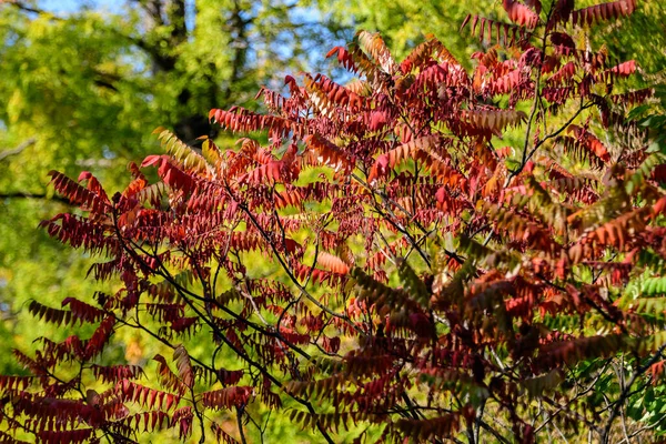 Nombreuses Feuilles Rouges Vertes Vives Dans Arbre Dans Une Forêt — Photo