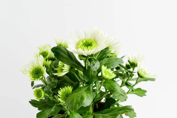 Muchas Delicadas Flores Blancas Crisantemo También Conocidas Como Mamás Crisantemos — Foto de Stock