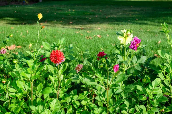 Многие Красивые Цветки Далии Полном Расцвете Размытом Зеленом Фоне Сфотографированные — стоковое фото