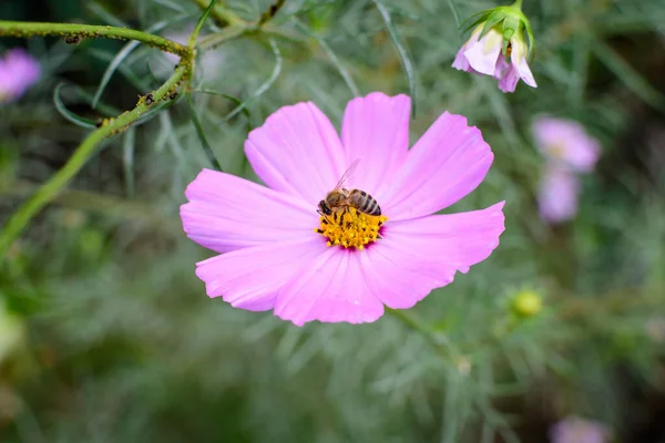 Eine Zarte Leuchtend Rosa Blume Der Cosmos Pflanze Einem Garten — Stockfoto