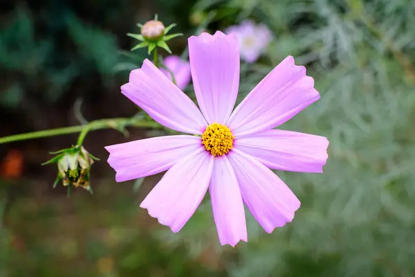 Een Delicate Levendige Roze Bloem Van Cosmos Plant Een Britse — Stockfoto