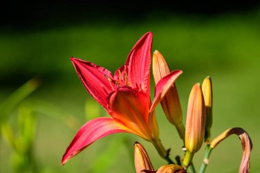 day Lily, red flower, red day Lily, daylily summer time, summer time, summer flowers, lake, water, summer garden, garden, garden photography, outdoor, outside door, park, floral, background, botanik garden, botanik garden, nature
