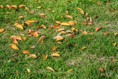Minimalist tek renkli arka plan. Güneşli bir sonbahar gününde, parktaki yeşil çimlerin üzerinde büyük kırmızı ve turuncu yapraklar ve küçük çiçekler.