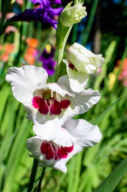 Pek çok canlı pembe ve beyaz Gladiolus çiçeklerini kapayın. Güneşli bir yaz gününde bahçede yeşil yapraklar.